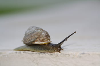 snail, slow, moving, shell, slimy, invertebrate, gastropod, mollusk, sticky, mucus, slug