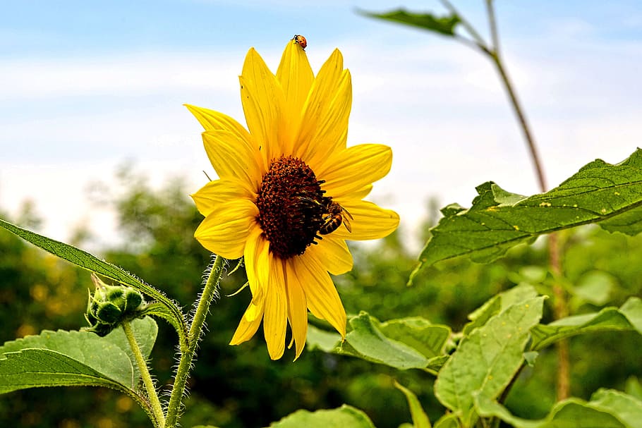 sunflower, green, beetle, nature, flower, summer, natural, sun, sunny, bright, garden