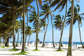 coconut trees, seashore, palms, palm tree, sunny, beach, tropical, tropics, colombia, caribbean island, san andres