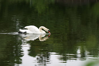 cigno, uccello, lago, natura, acqua, animale, becco, occhio, piuma, collo, bianca