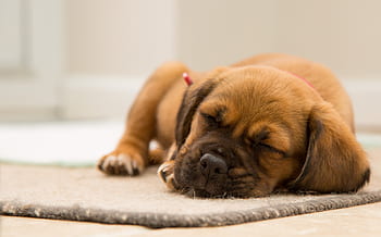 brown, puppy, dog, animal, pet, sleeping, carpet