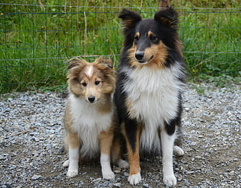 two, adult, rough, collie, shetland sheepdog, focus photo, dog, dogs, puppy, pup, female