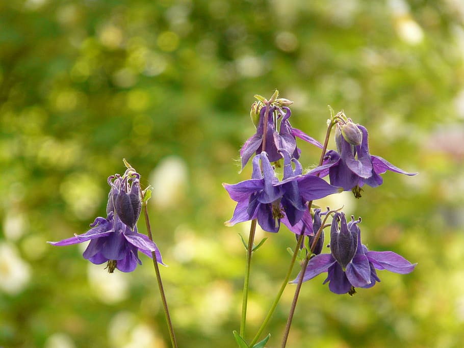 Common, Columbine, Flower, common akelei, columbine, flower, blossom, bloom, plant, blue, violet, blue violet