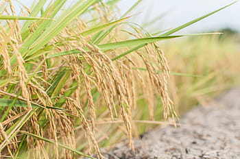 rice, farming, farmer, thailand, farmland, agriculture, operator, outside of the house, culture, life, food