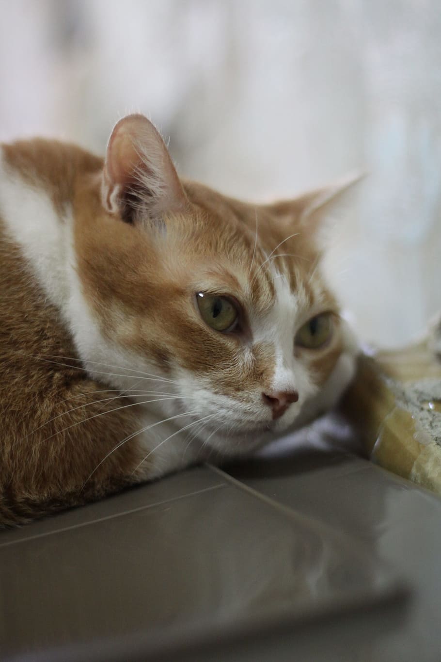 Person, Figure, Cat, a person, domestic Cat, animal, pets, cute, feline, mammal, domestic Animals