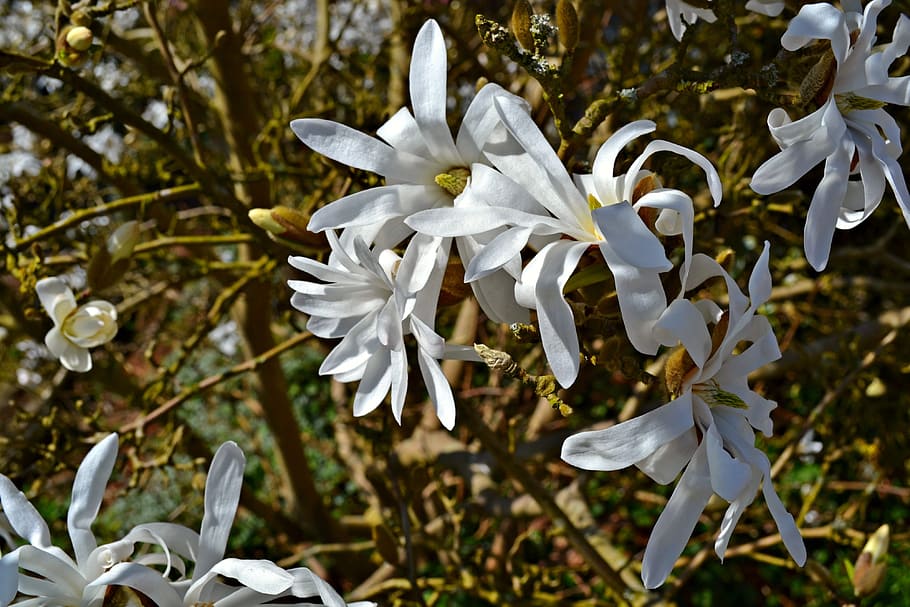 fiori, bianca, natura, fiori bianchi, verde, primavera, fioritura, albero, albero di castoro, magnolia bianca, magnolia