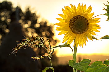 yellow, sunflower, closeup, sun, summer, nature, flower, field, sunflower field, agriculture, sunlight