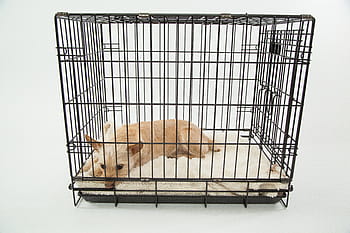 adult, brown, cairn terrier, cage, dog