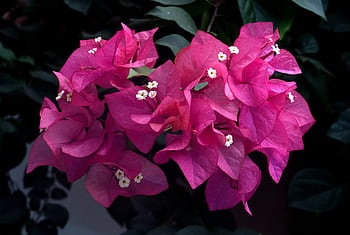Bougainvillea, pink flowers, tropical flowers, garden plants, ornamental plants, floral photography, pink bougainvillea, flower photography, plant photography, nature photography, vibrant flowers