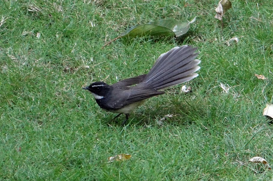 bělolící fantazírový flycatcher, bílo-throated fantail, flycatcher, rhipidura albicollis, pták, hmyzožravý, passerine, dharwad, Indie, zvířat, jednoho zvířete