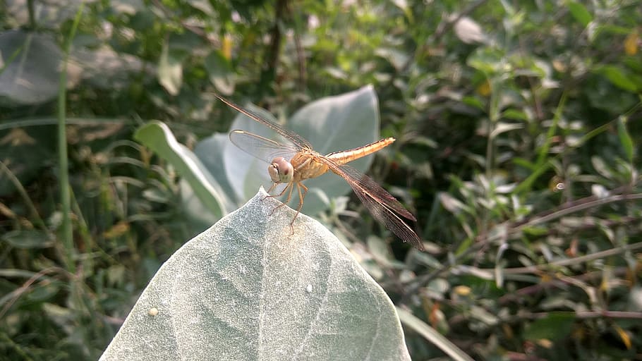 dragonfly, insect, arthropoda, bug