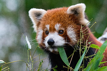 Red Panda, red panda eating, grass, wildlife, animal, nature, bamboo, forest, cute, fluffy, endangered species