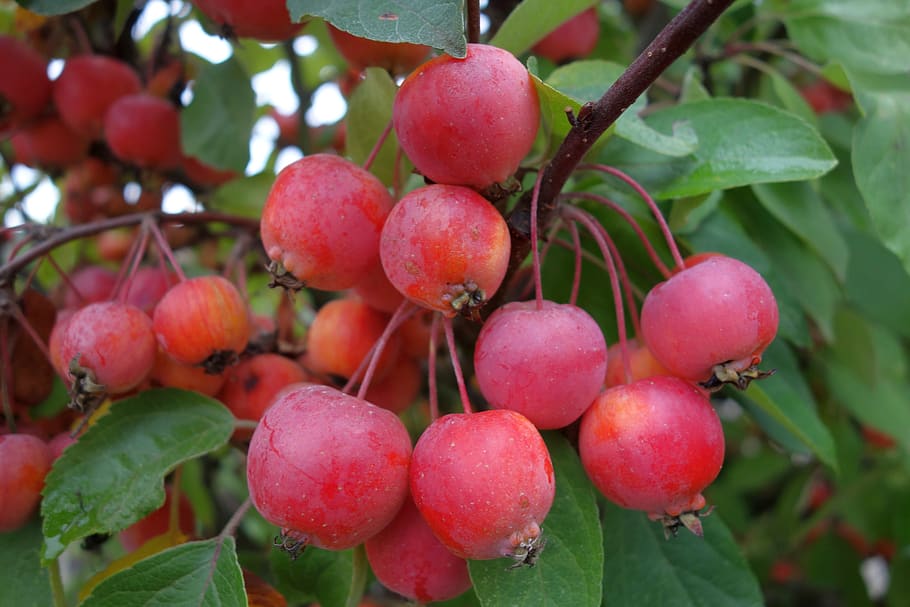 výzdoba, malus evereste, malus, jablko, keř, zahrada, podzim, Červené, ovoce, kultura jablka, čerstvý