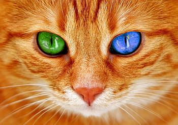 แมวแปลกตาสีส้ม, แมว, ตา, สองสี, สีน้ำเงิน, สีเขียว, ดวงตาของแมว, ใบหน้า, เสือ, ปลาทู, แมวสีแดง