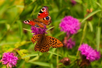 Schmetterlinge, Frühling, Blumen, Sommer-, Natur, draußen, fliegend, bunt, Gras, Grün, Pflanzen