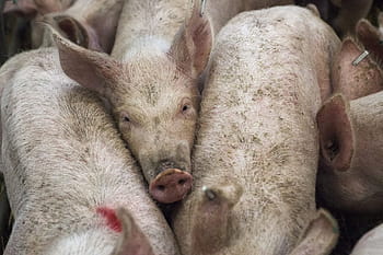 lotto di maiale, maiali, animale, azienda agricola, agricoltura, bestiame, carne, Maiale, suino, agricolo, industria