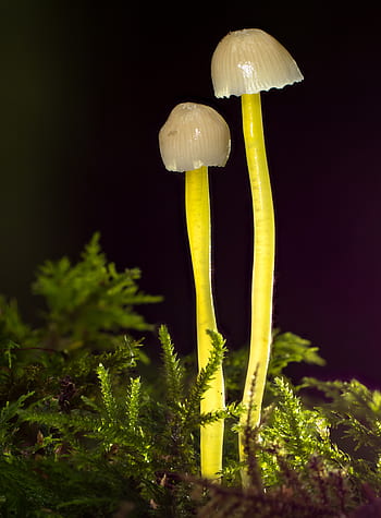 houba, malá houba, houby, houba na mytí, mech, Příroda, podzim, mini houby, agaric, lesní houby, disk houba