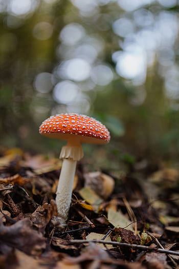 cogumelos, cogumelo, vermelho, outono, Amanita muscaria, perigoso, veneno, fungos, Toadstool, crescendo, floresta