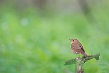 uccello, arroccato, brunch dell'albero, Marrone, appollaiati, albero, ramo, animale, legna, verde, natura