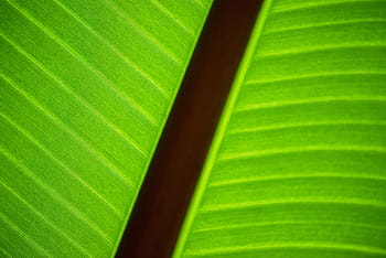 green, leaf, plant, sharp, unsharp, contrrast, opposite, nature, foliage, ecology, eco