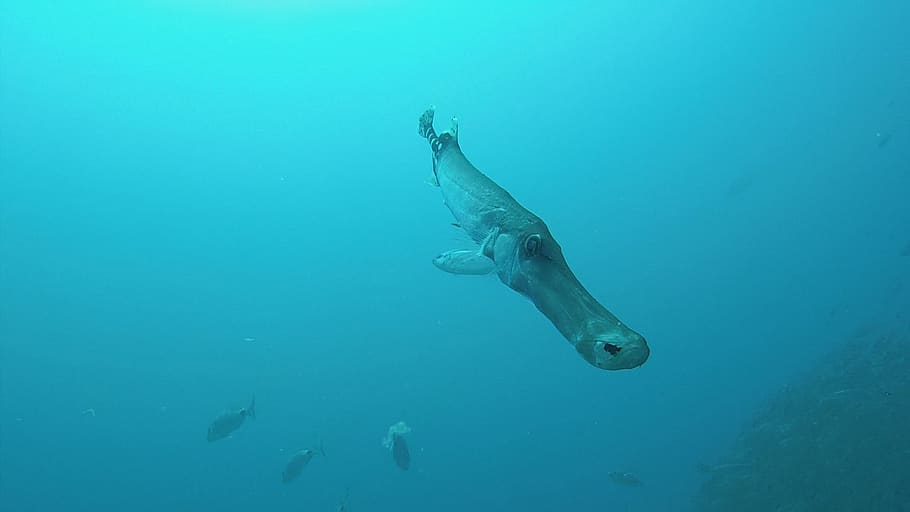 fish, ocean, diving, marine, underwater, wildlife, sea, scuba, undersea, fishes, closeup