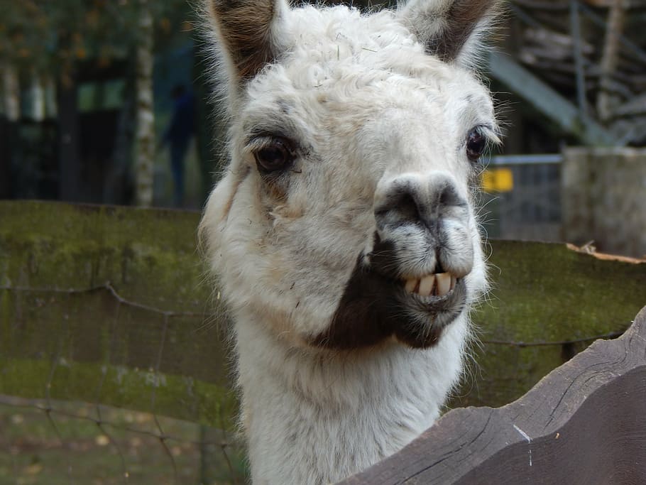 lama, zvíře, hlava