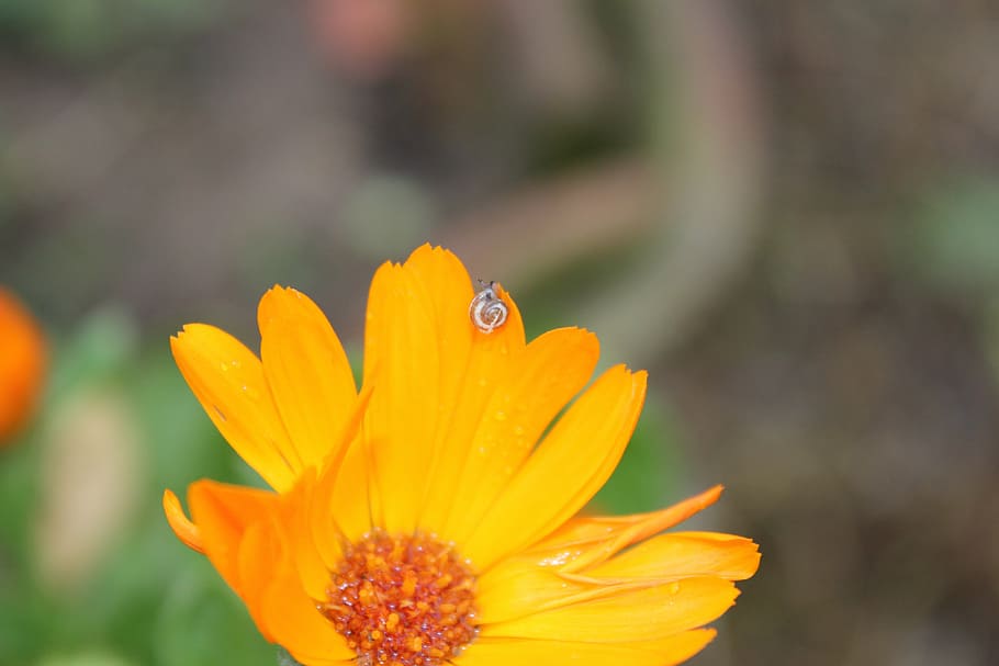 flower, leech, landscape, yellow, orange, focus, air, nature, plant, petal, summer