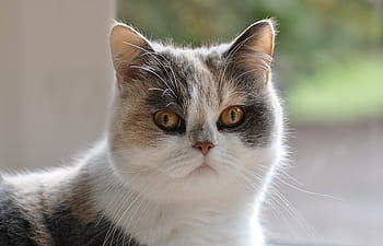 white, orange, cat, persians, persian mongrel, domestic cat, pet, mieze, german longhaired pointer, cat face, sweet