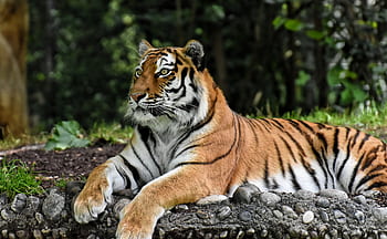 tygr, velká kočka, dravec, divoká kočka, nebezpečný, zoo, zvířat, kočka, Příroda, tiergarten, živočišného světa