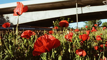 flower, red, petal, bloom, garden, plant, nature, autumn, fall, rose