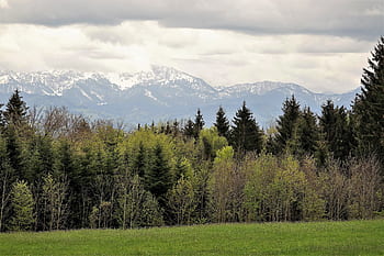 forêt, des arbres, les montagnes, la nature, paysage, des nuages, vue, vert, une façon, environnement