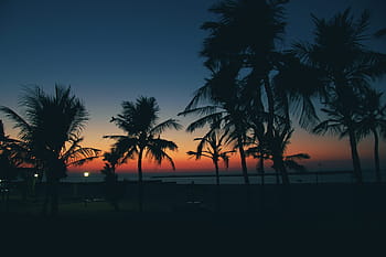 naplemente tenyér, felhőtlen, napnyugta, tenyér, ég, strand, dubai, MOVEAST, természet, éjszaka, tenger