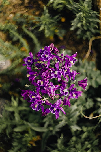 Aquilegia vulgaris, flores, púrpura, aguileña europea, violeta, flora, floral, floración, flor, botánico, floreciente