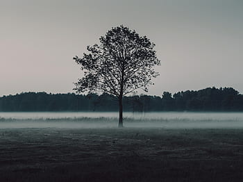 trees, field, mist, foggy, nature, forest, woods, sky, grey