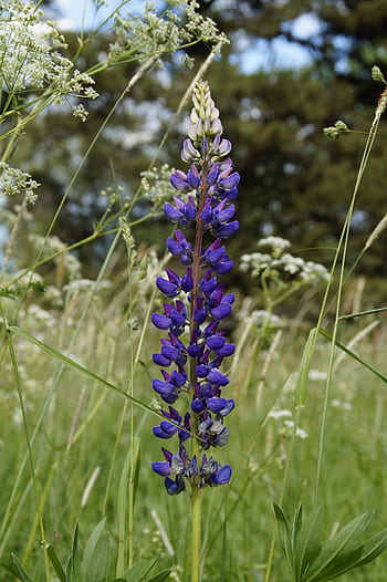 lupino, prato, estate, Svezia, blu, fiorire, fioritura, fiore blu, fiore selvaggio, flora