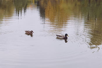 Due, anatre domestiche, corpo, acqua, anatre, giorno, lago, animali allo stato selvatico, temi animali, nuoto, fauna selvatica