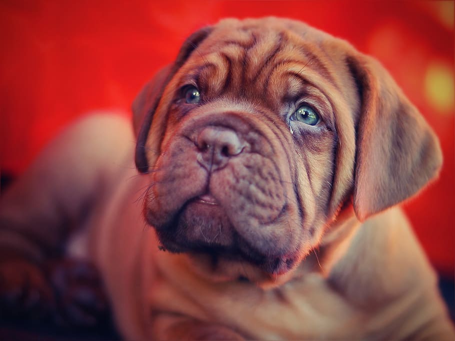brown pug, puppy, dogue de bordeaux, dog, bordeaux, mastiff, burgundy, cute, french mastiff, head, big dog
