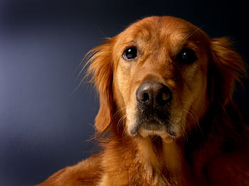 detailní, fotografie, krátký povlak, hnědý, Pes, Zlatý retriever, retriever, zvíře, domácí zvíře, srst, zvířecí portrét