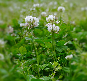 astragalus, rengeso, Çiçekler, beyaz, yeşil, sinek, rüzgar, antomasako, toprak, Otsu Park, yokosuka