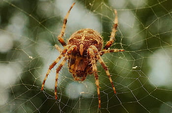închide, fotografie, maro, păianjenul de pădure, hambar, păianjen, web, panza de paianjen, un animal, animale tematice, supravieţuire