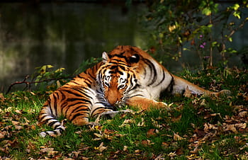 tygr, dravec, srst, Krásná, nebezpečný, kočka, fotografování divoké zvěře, živočišného světa, tierpark hellabrunn, Mnichov