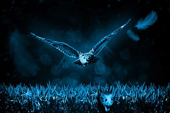 ugle, flying, natt, mus, jakt, natur, jeger, rovdyret, dyr verden, dyr, dyreliv fotografering