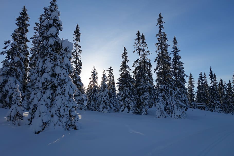 snow, winter, mountain, norway, lillehammer, hafjell, january