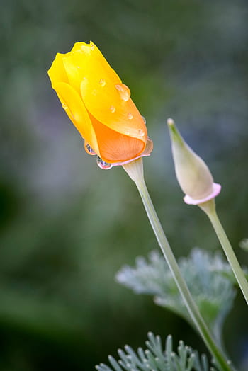 pluie, jaune, fleur, la nature, jardin, botanique, Floraison, printemps, été, en plein air, les plantes