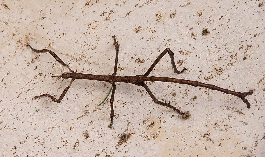 titan stick hmyzu, pakobylka, hmyz, acrophylla titan, poslední instar instar, velký, hnědý, divoký, rodák, Queensland, Austrálie