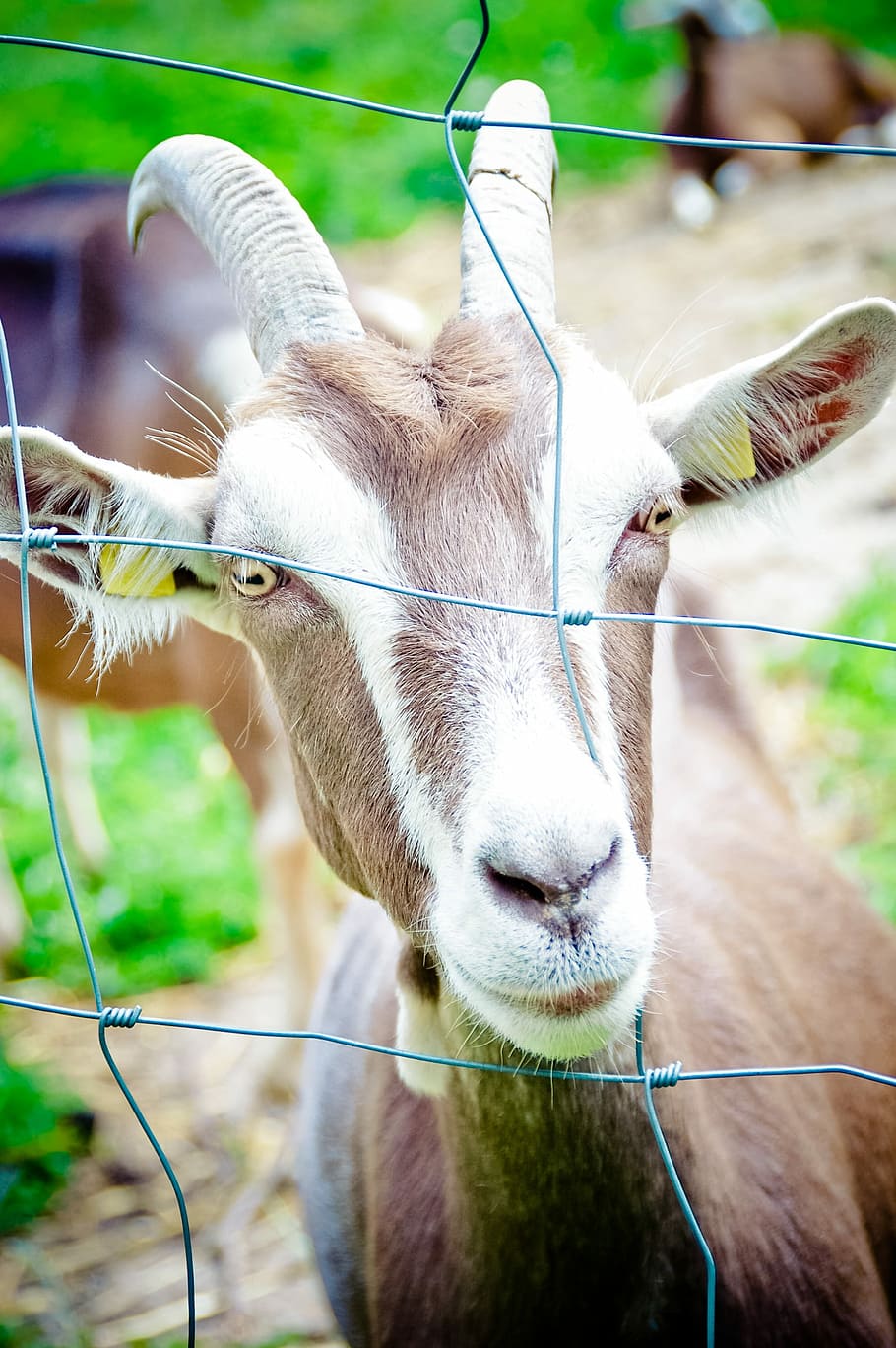 domestic goat, horns, Domestic Goat, Goat, Horns, horns, thuringian forest goat, goat, head, eye, noble goat, animal, livestock