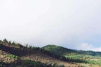 Wald, Berg, wolkig, Himmel, Grün, braun, sonnig, Tag, Hügel, Bäume, Natur