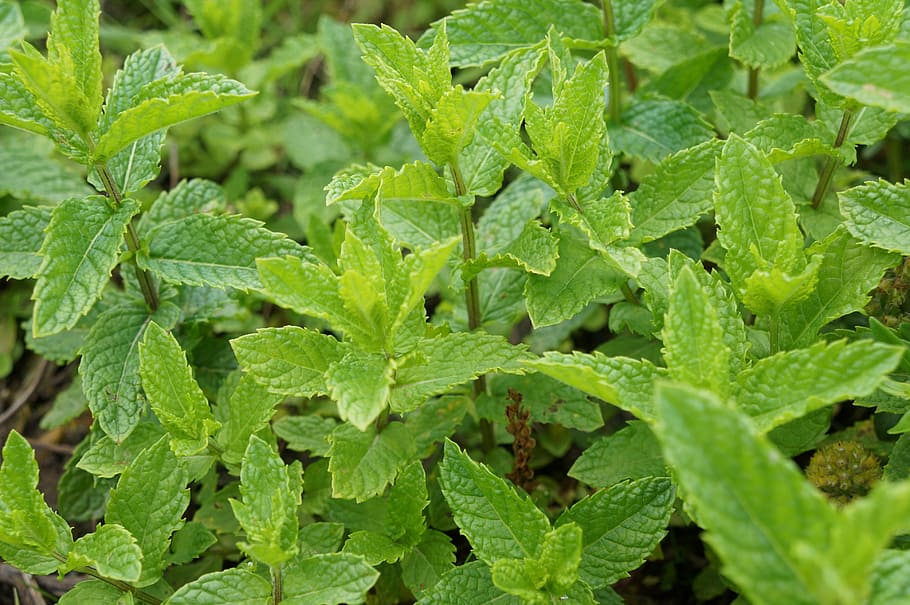 green plant leaf, peppermint, green, mint, leaves, garden, herbs, nature, aroma, herbal plant, medicinal herbs