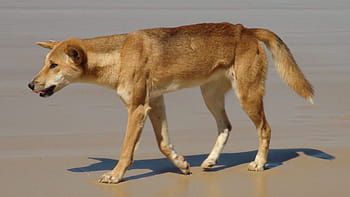 dingo, Australia, isola di fraser, un animale, mammifero, fauna selvatica, vista laterale, temi animali, animali allo stato selvatico