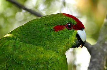 green, parrot, close up, tropical, bird, wildlife, animal, nature, outdoors, trees, forest